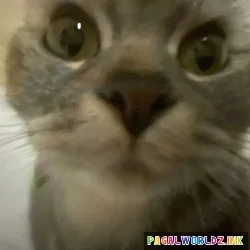 Chippi Chippi Chappa Chappa